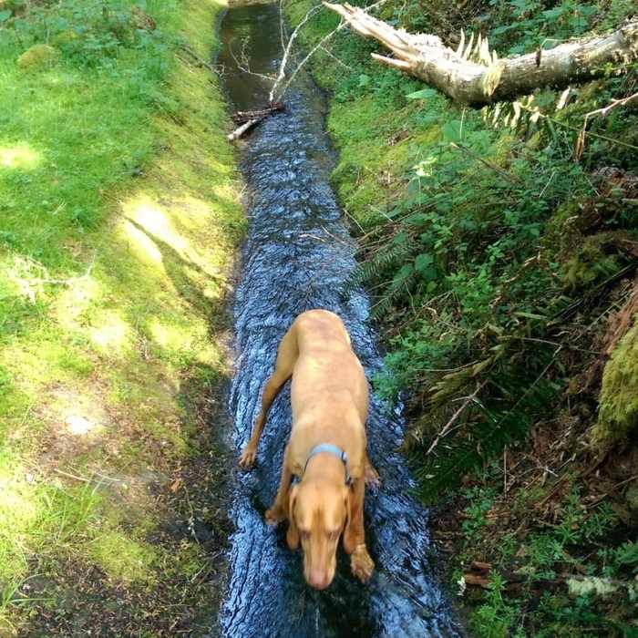 Found an old canal. Near Cascade Falls Trail