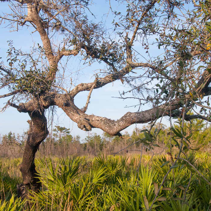 Near Gopher Trail and Persimmon Loop