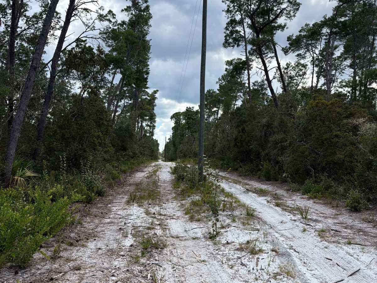 Ocala National Forest 445 Powerline Trail photo 3