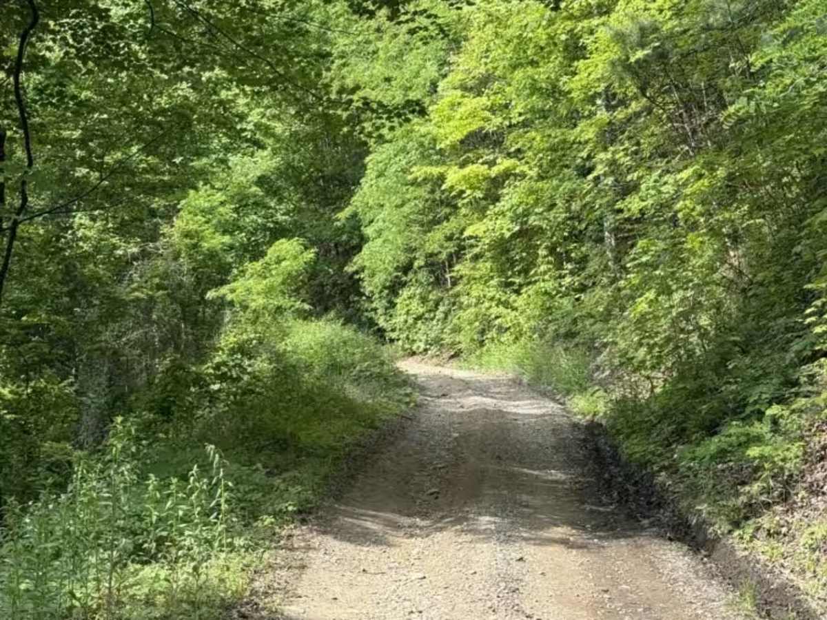 Webb Mill Road photo 5