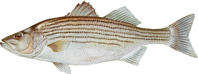 Striped Bass