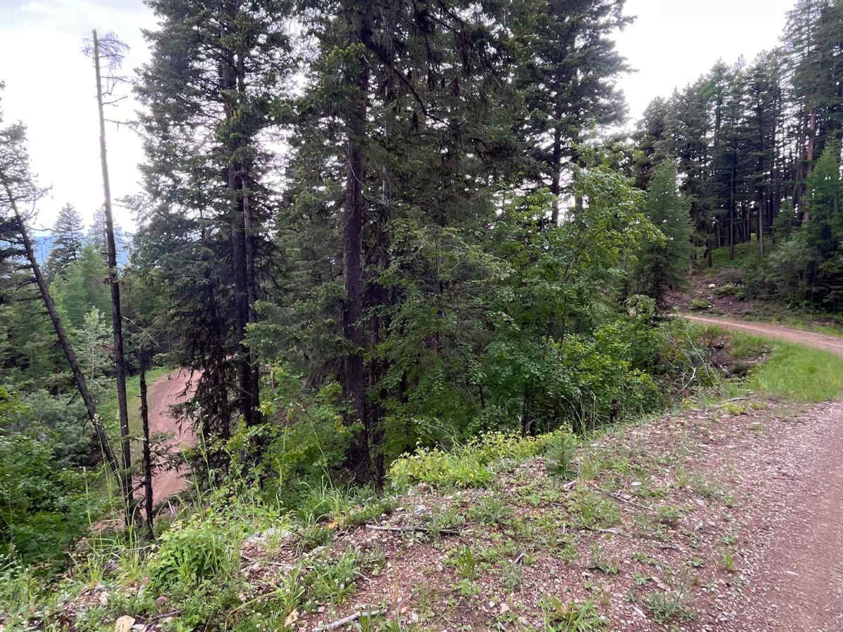 Sawyer Creek Road - FS 685 photo 6