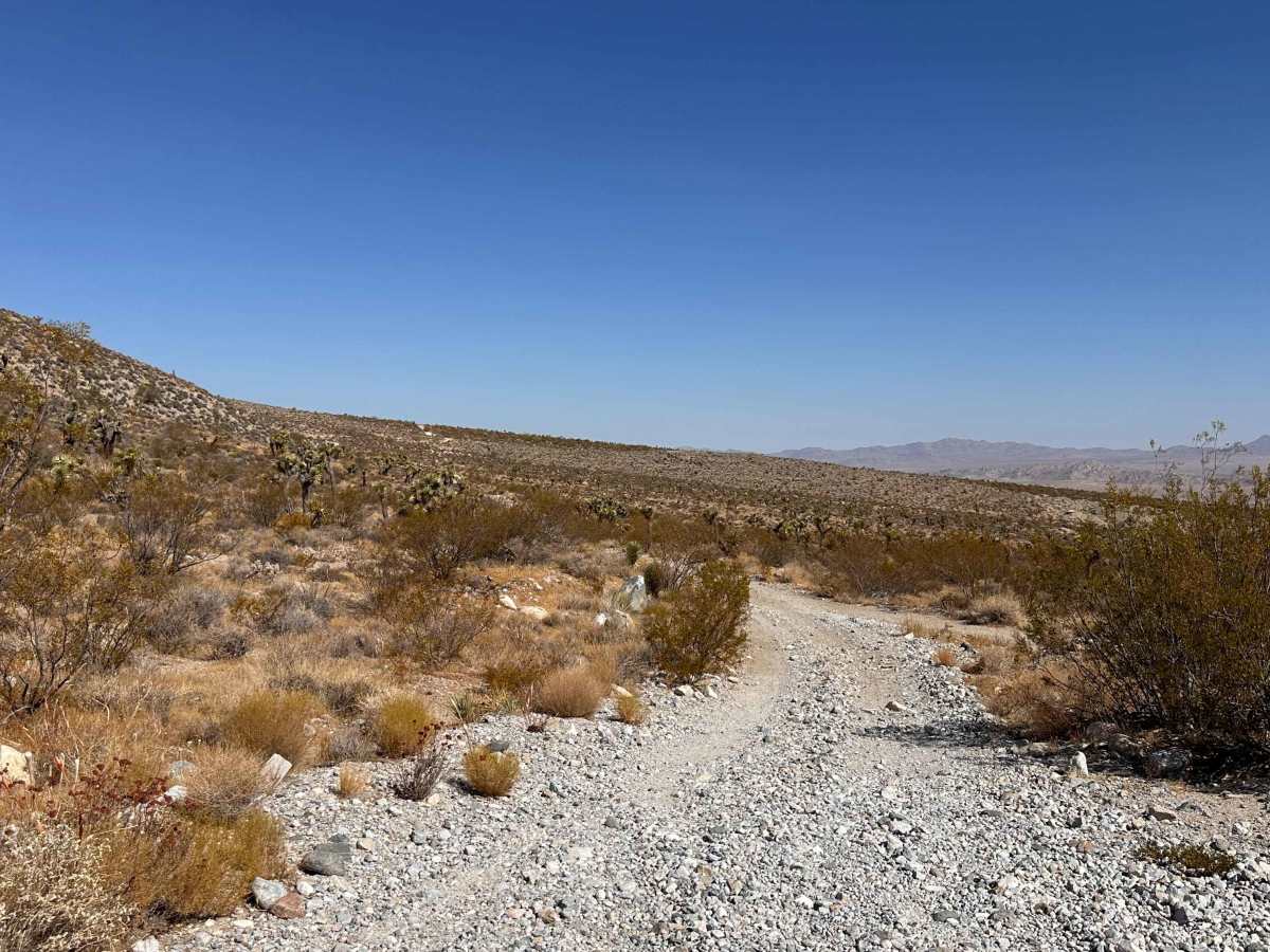 Desert Bloom Loop photo 5