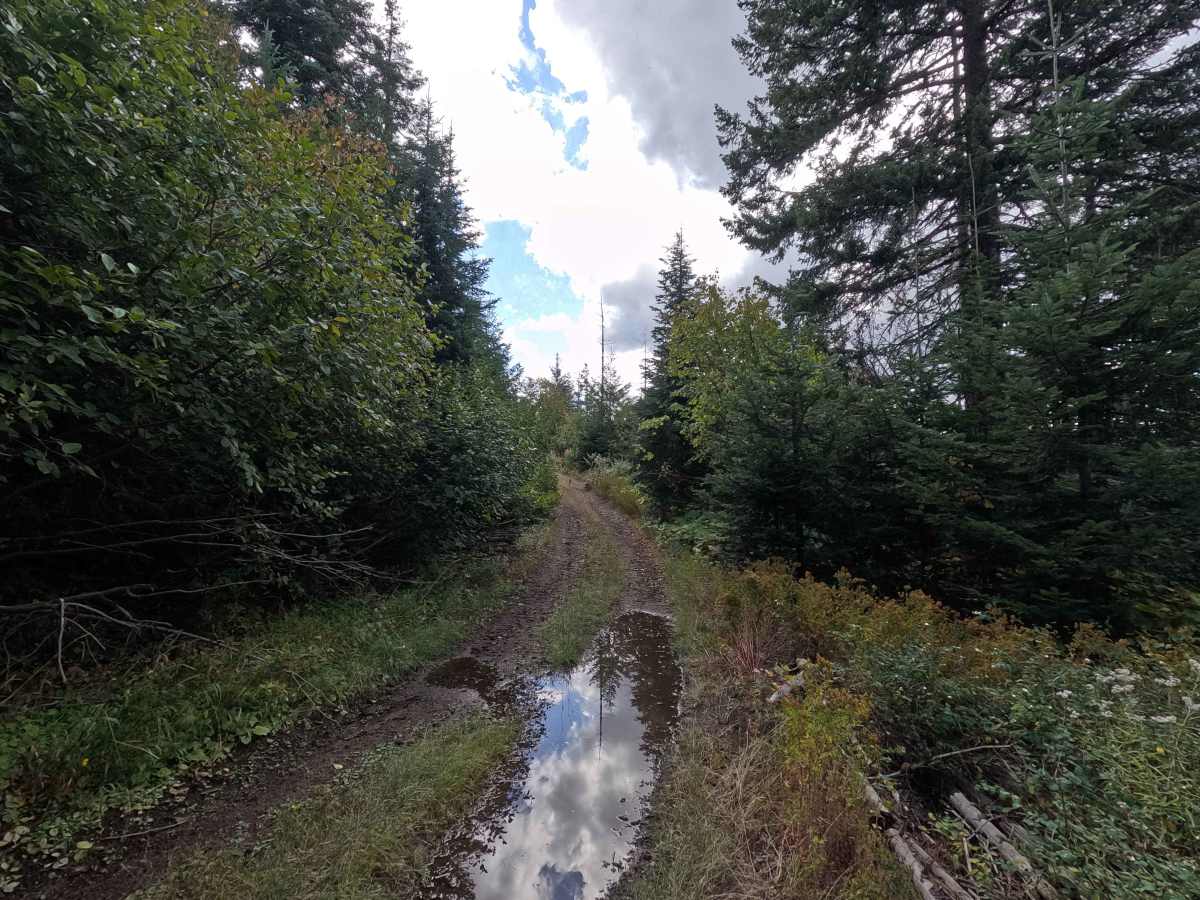 Bear Paw Ridge South - FS 515020 trail photo