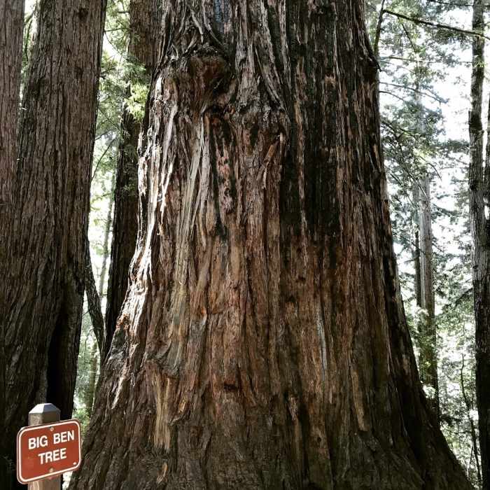 Near Henry Cowell Park