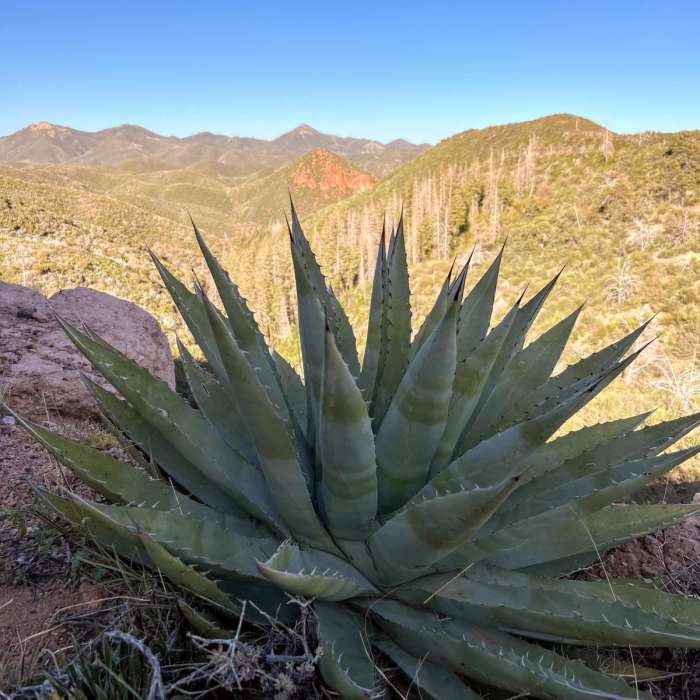 Near Saddle Mountain Trail #19