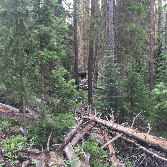 Near Green Mountain Trail