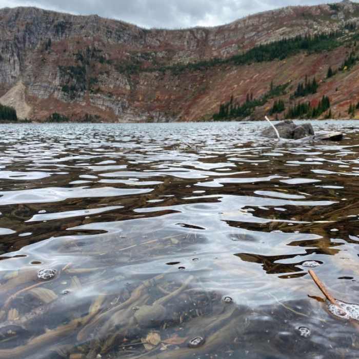 Near Heart Lake Trail #171