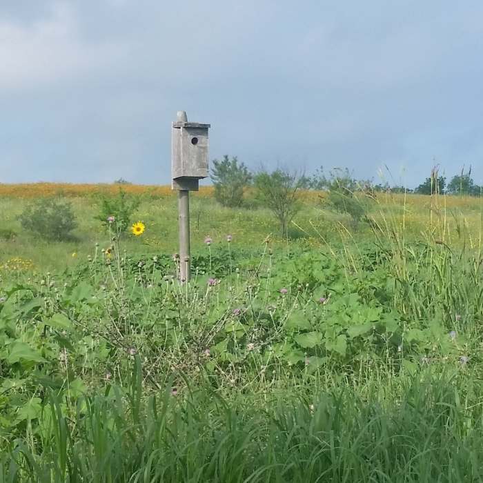 Birdbox and prairie reclamation. Near Fischer Ranch Loop