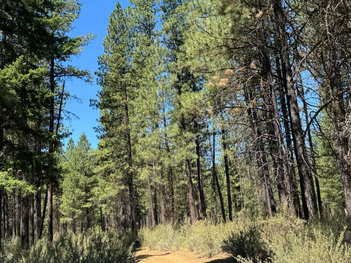 Jefferson Lake Trail trail photo