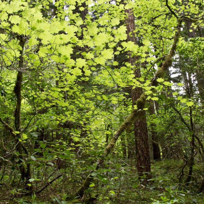 Near South Breitenbush Gorge National Recreation Trail