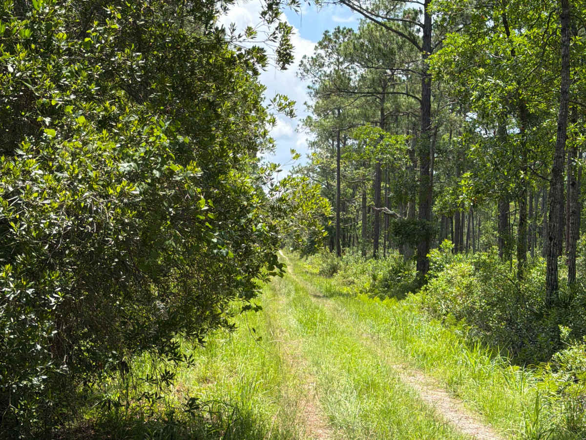 Pridgeon Road photo 3