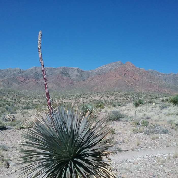 Near Coyote Ugly