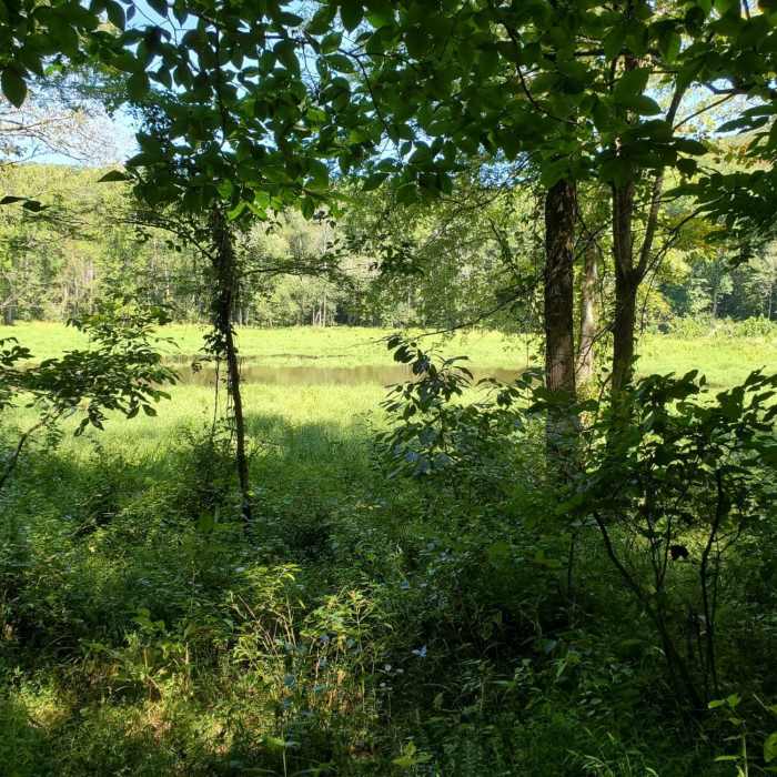 This is the First Creek backcountry campsite #2 (also called Campsite B) off of the First Creek Trail. The lake is really more like a marsh, at least in September. Near First Creek Trail