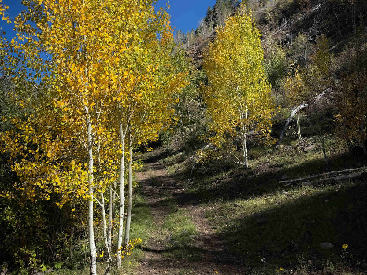 Alder Creek - FS 577  photo 4