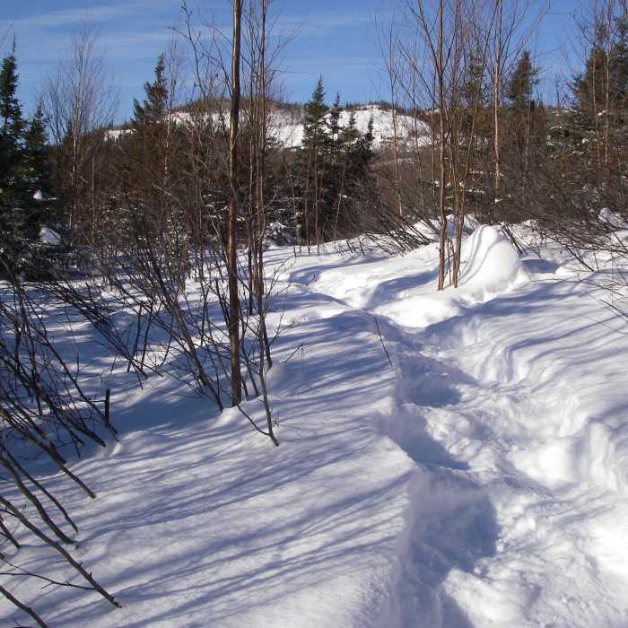 Snowshoe Trail E1 showing Aspen Lookout in the background. Near Snowshoe Route #2