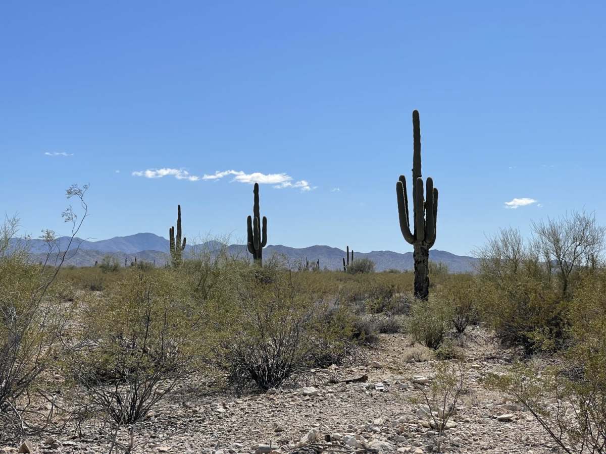 New Alamo Road trail photo