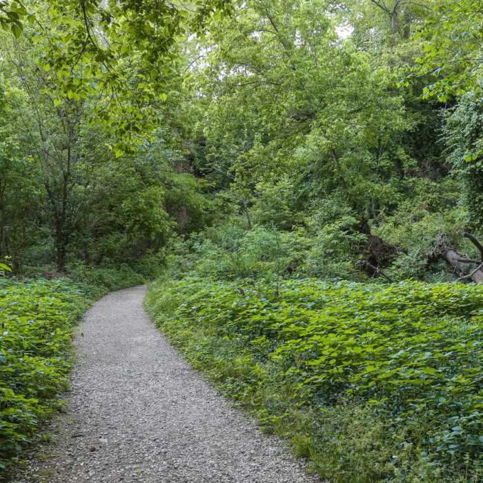 Near St. John's Creek Trail Near St. John's Creek Trail