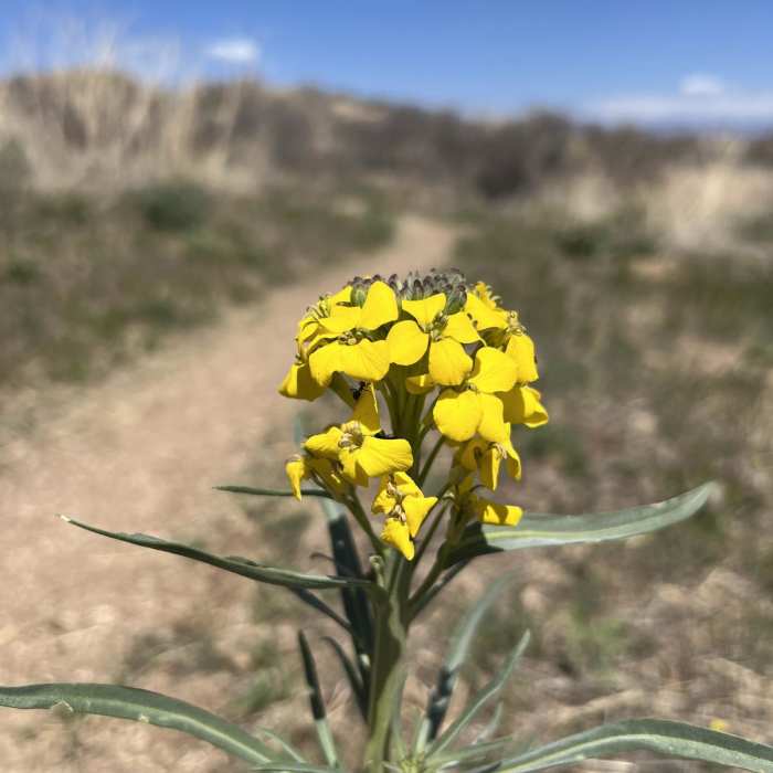 Near Arizona Trail Passage 13: Oracle State Park Near Arizona Trail Passage 13: Oracle State Park