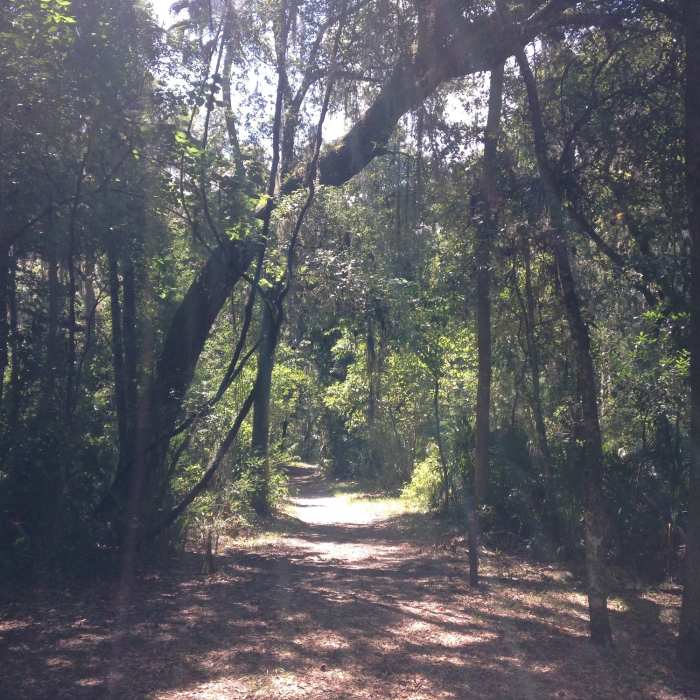 Sunlight on the trail Near Fort Caroline Trails