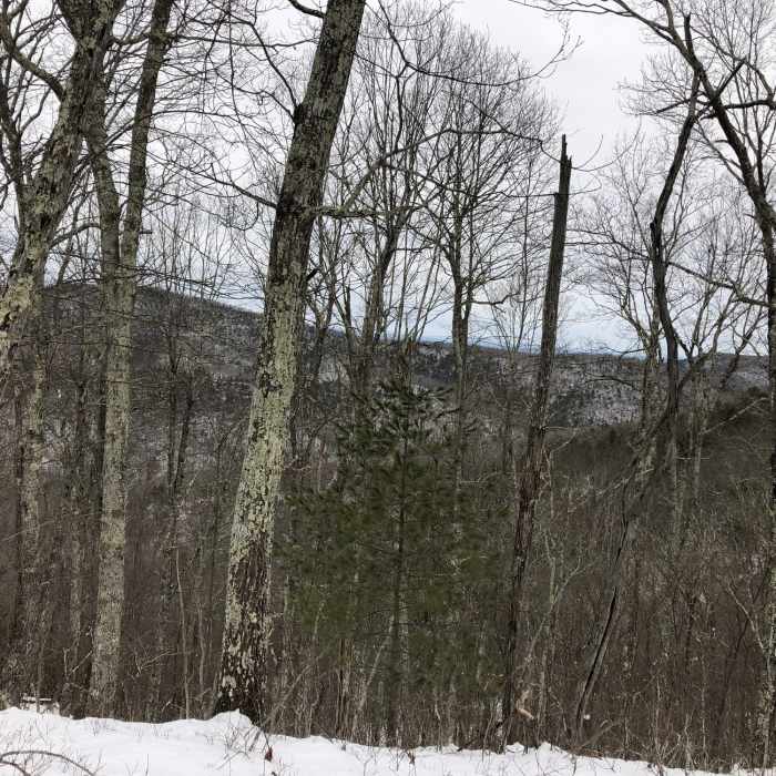 Near Boundary Trail