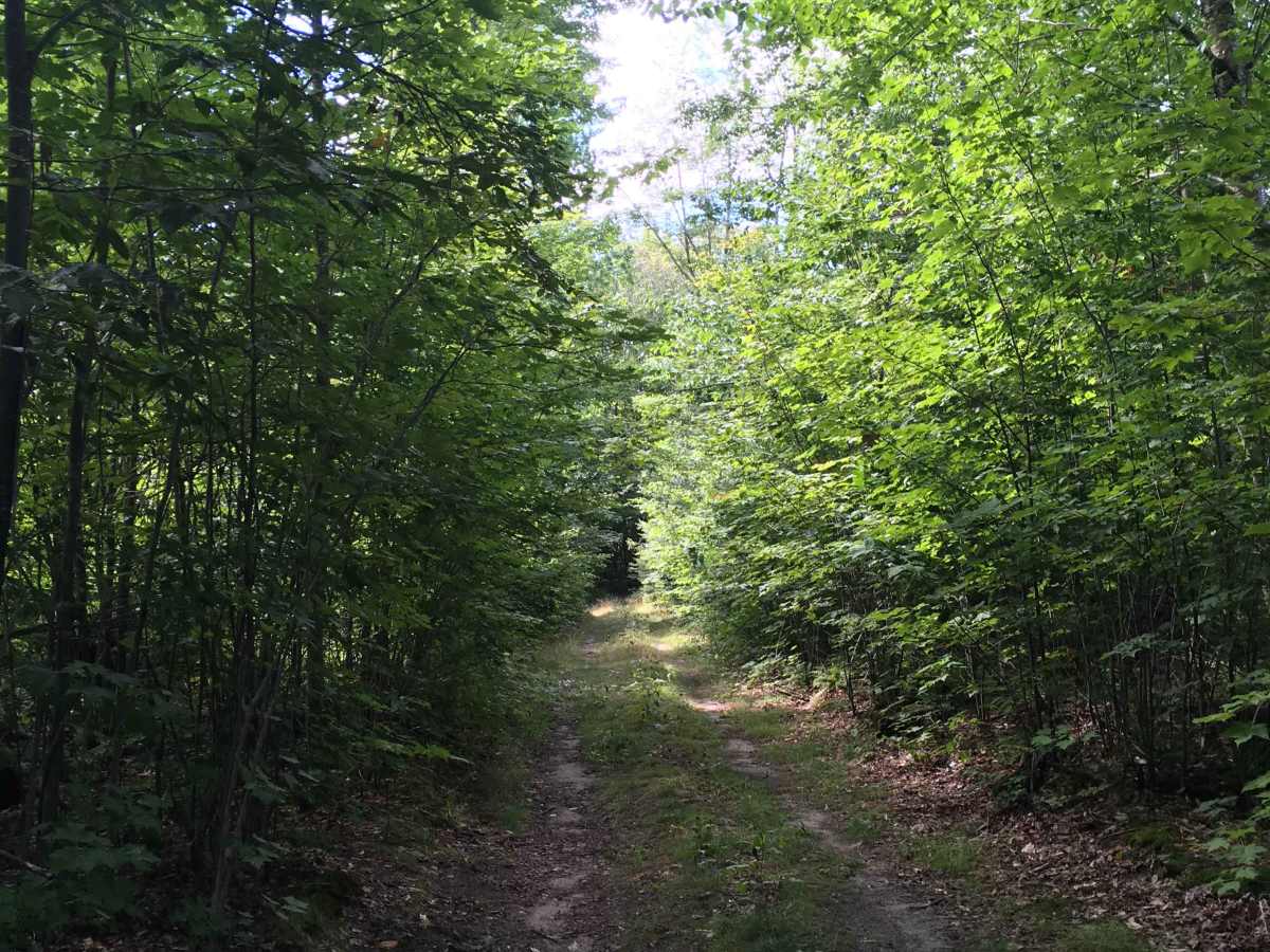 Blackberry Lane trail photo