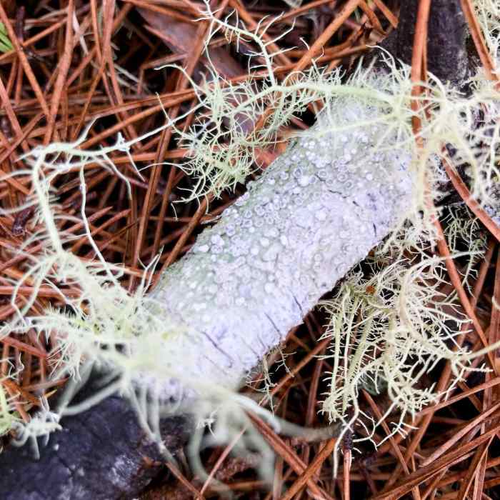 Near Point Reyes Hill Loop via Inverness Ridge, Muddy Hollow, and Bayview Trail