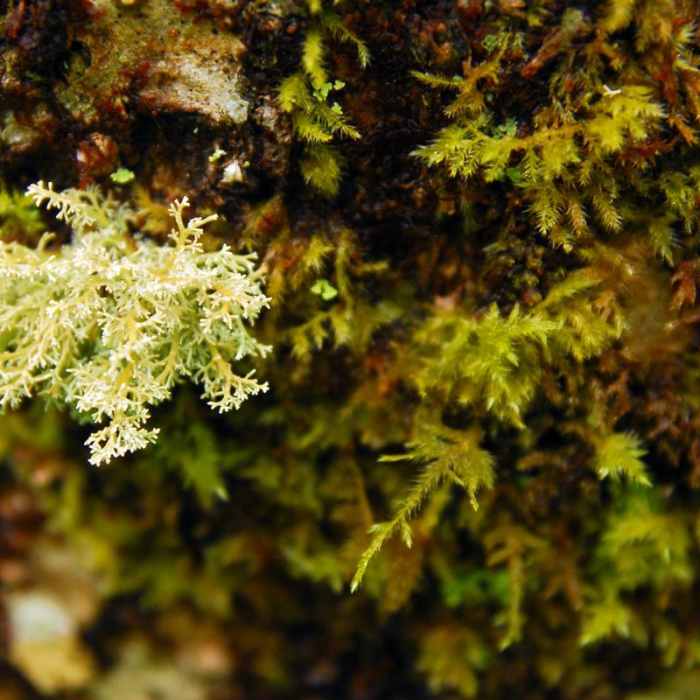 Near Saddle Mountain