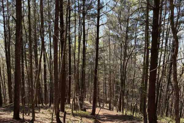 Stonewall Knob Spur
