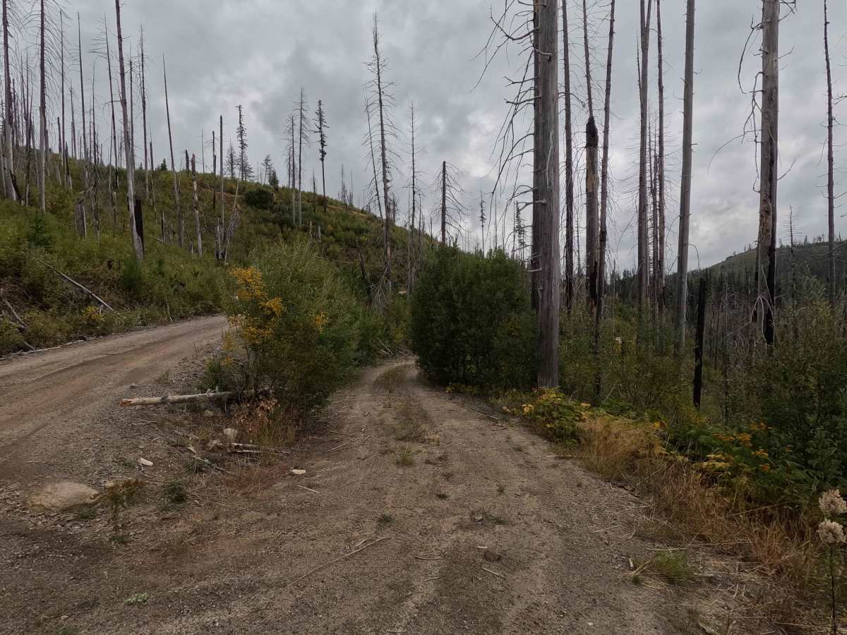 Solo Creek B - FS 659B trail photo