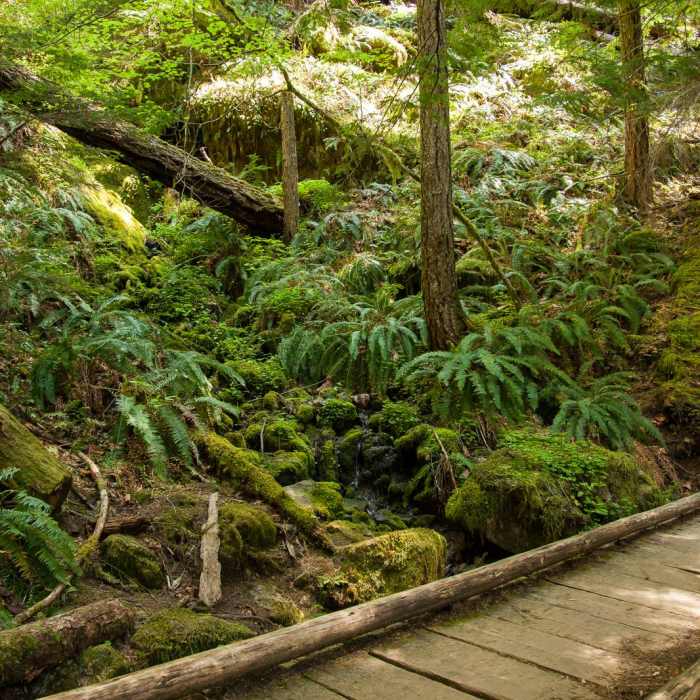 Near Upper Trestle Creek Falls Loop Hike