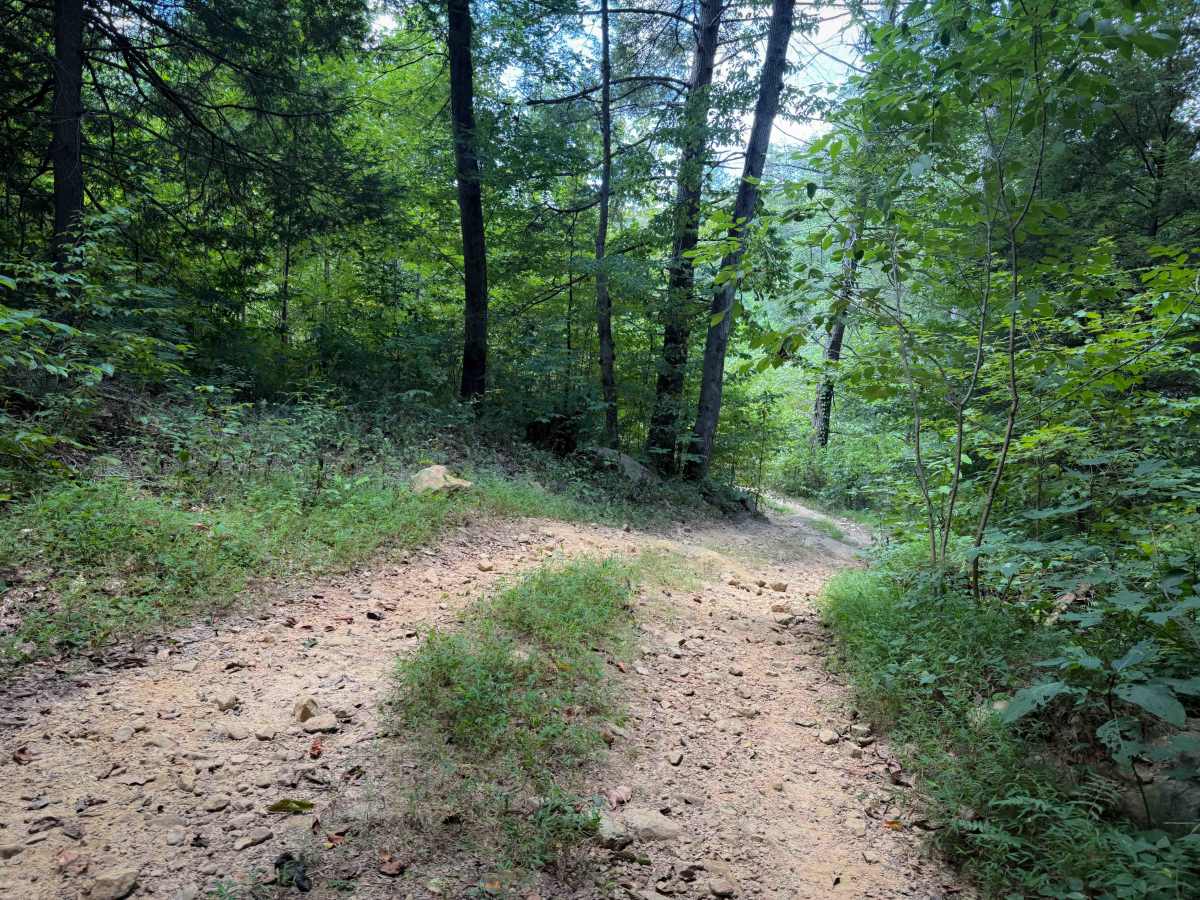 Brashy Fork Ridge Trail photo 6