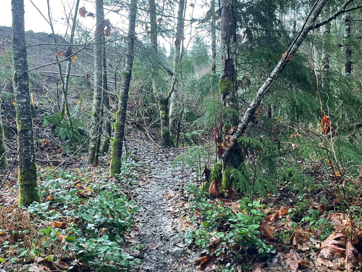 Car in the Woods photo 4