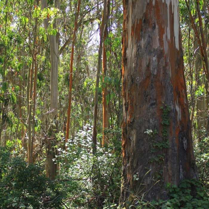 Near Montara Mountain Trail