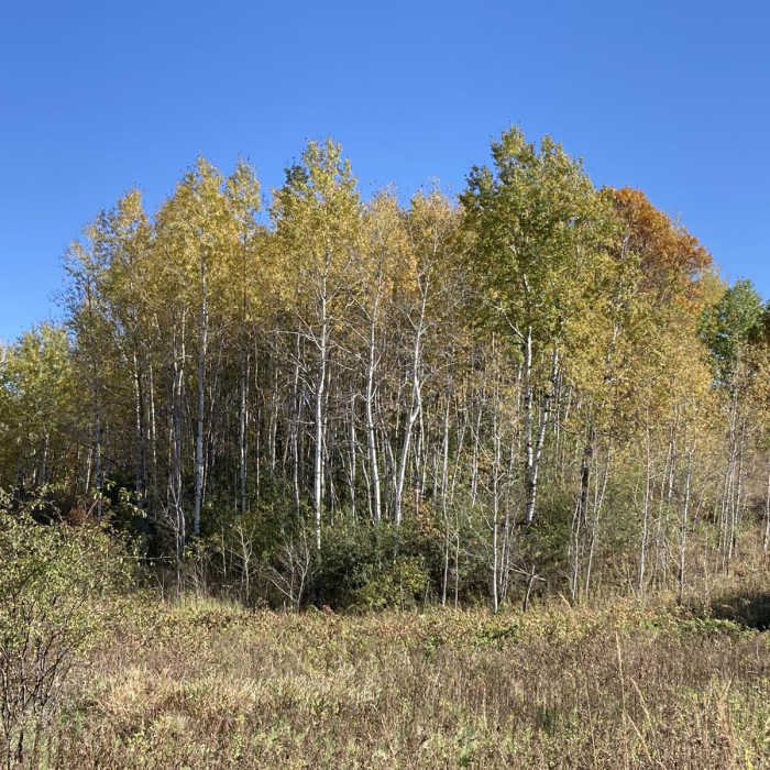 Near Southern Trails Loop