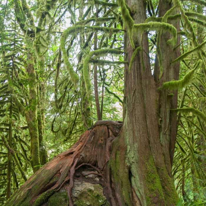 Near Boulder River Trail