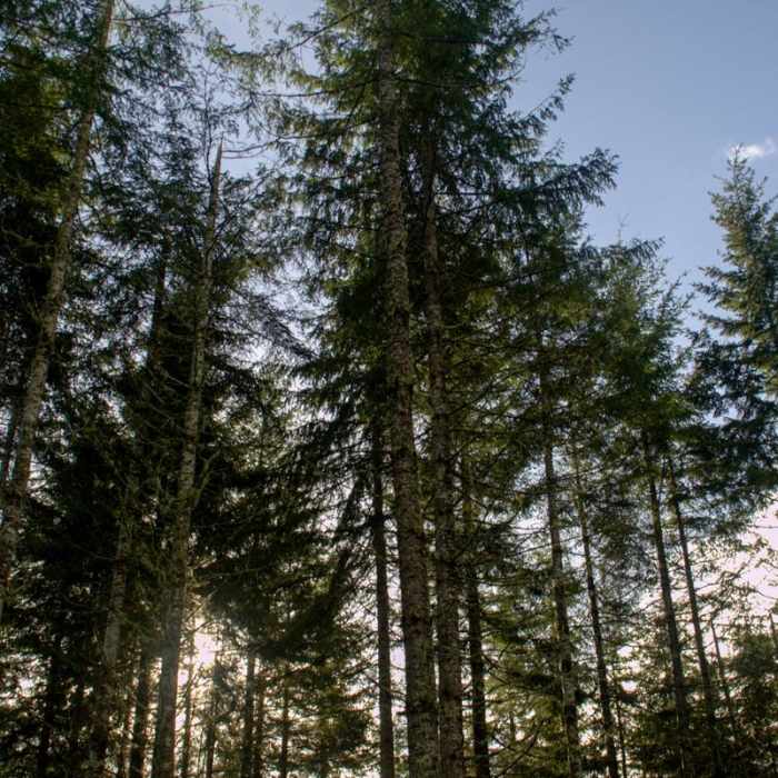 Near Beazell Memorial Forest