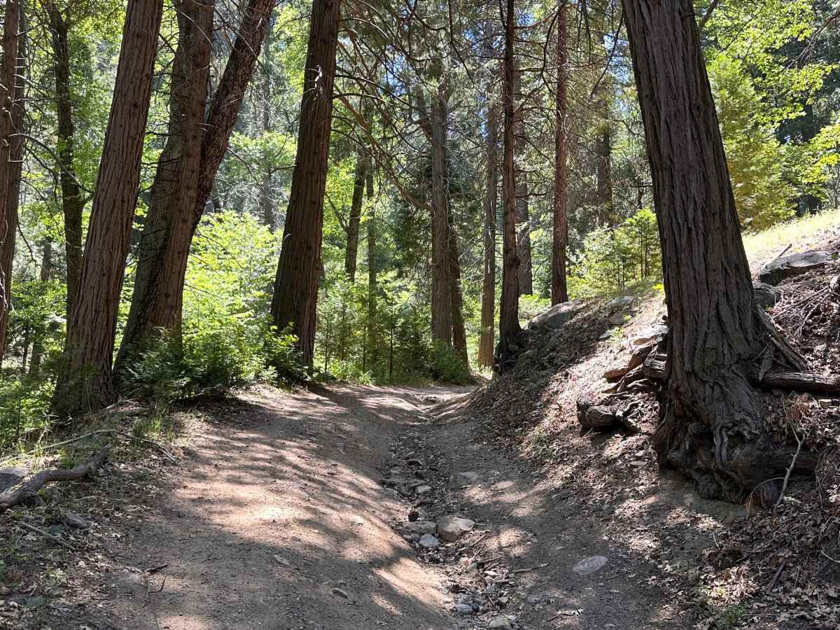 Firebreak Trail photo 4