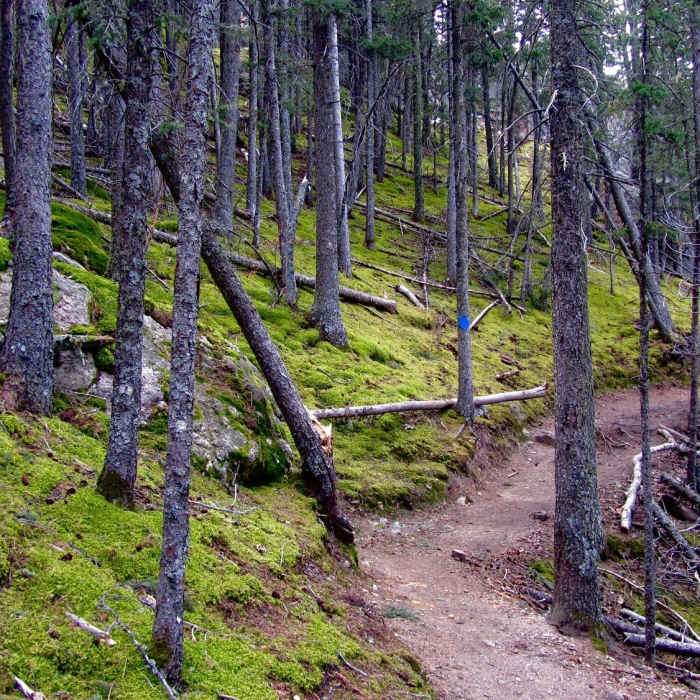 Heading back toward Sylvan Lake, enjoy gorgeous, quiet, moss-covered woodlands. Near Little Devils Tower Trail #4