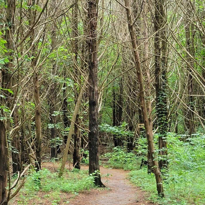 Near Cedar Brake Loop Trail