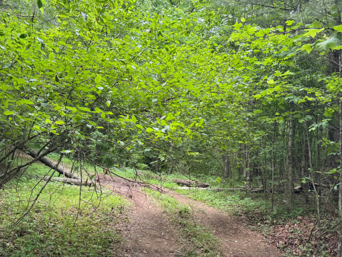 Headtown Creek - FS 656 photo 5