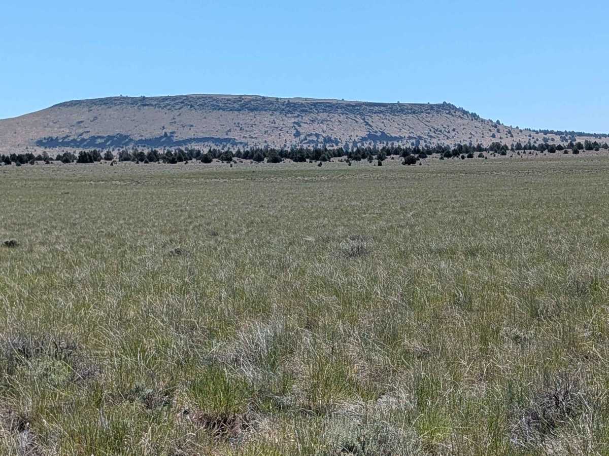 Sheep Camp Spur A - FS 47N18A  photo 5
