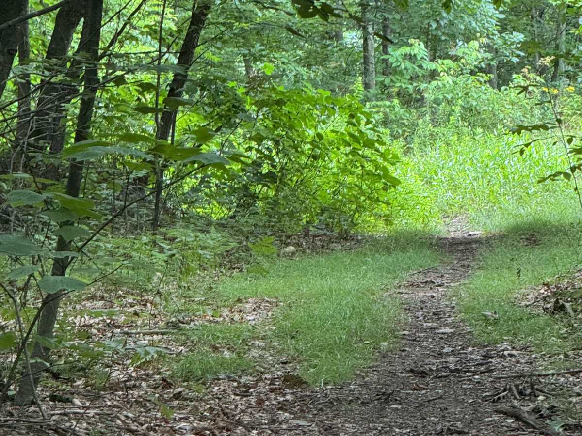 Trail 80 photo 3