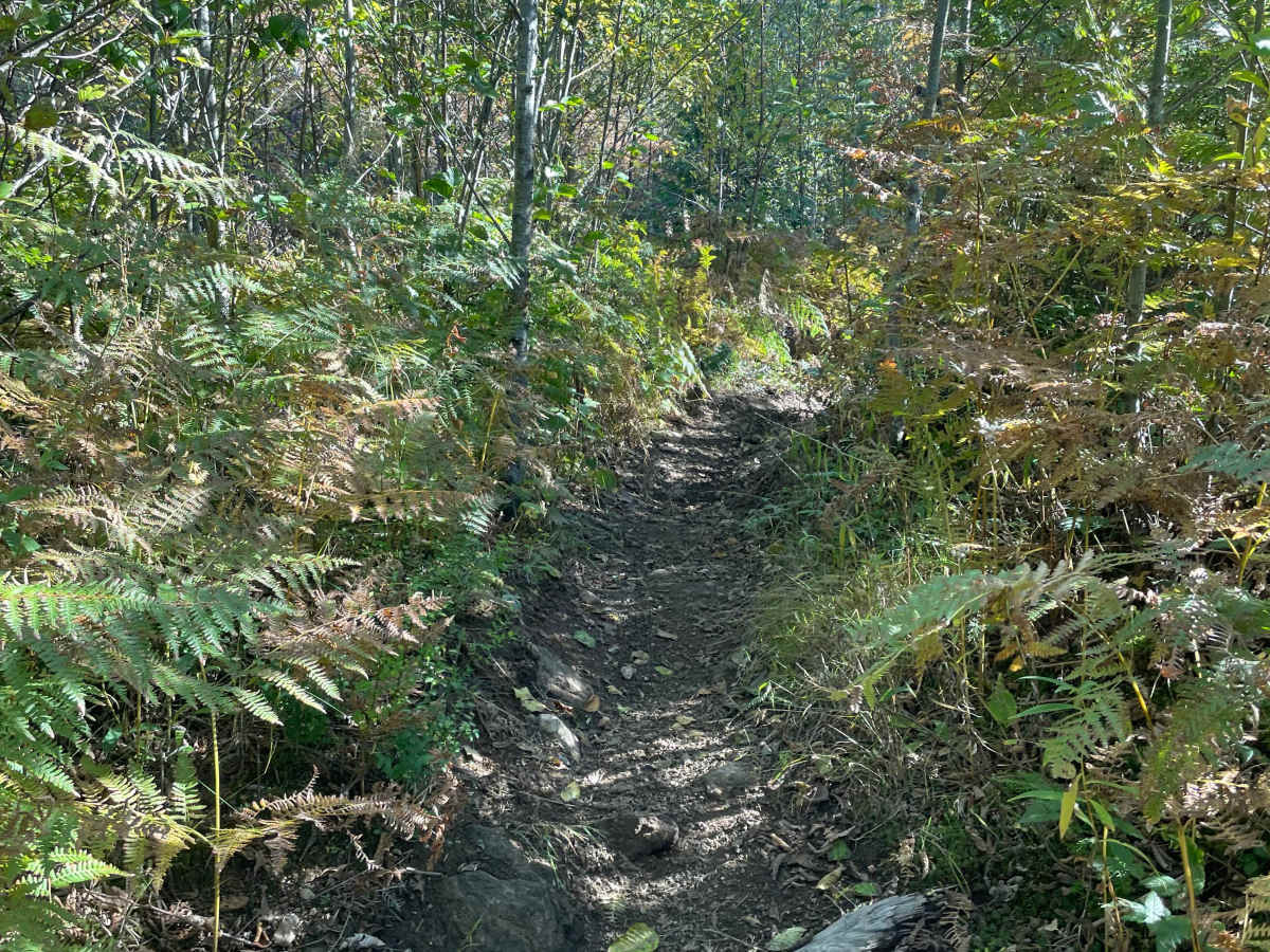 Clearcut Sidehill photo 5