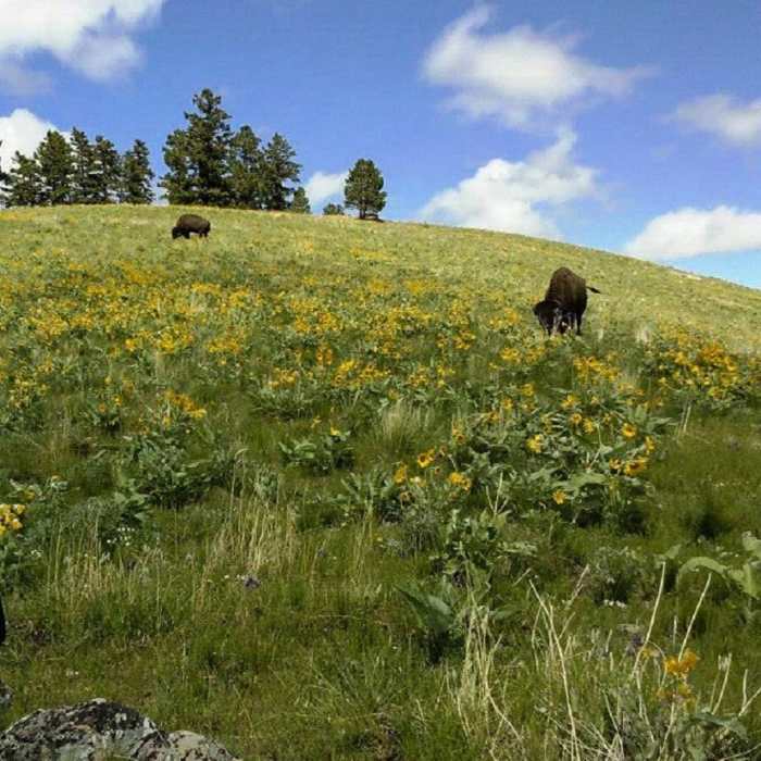 Bison grazing along Bitterroot Trail in the National Bison Range, MT. Near Bitterroot Trail
