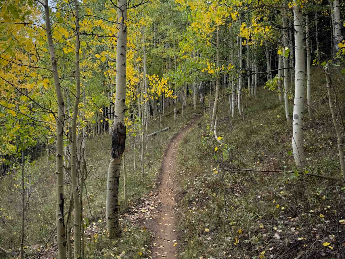 Doubletop Walrod Spur Trail 405.2A photo 4