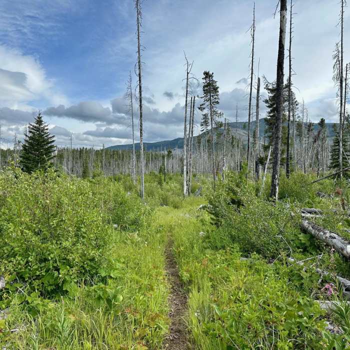 Near Continental Divide Trail: Montana-Idaho Section 25