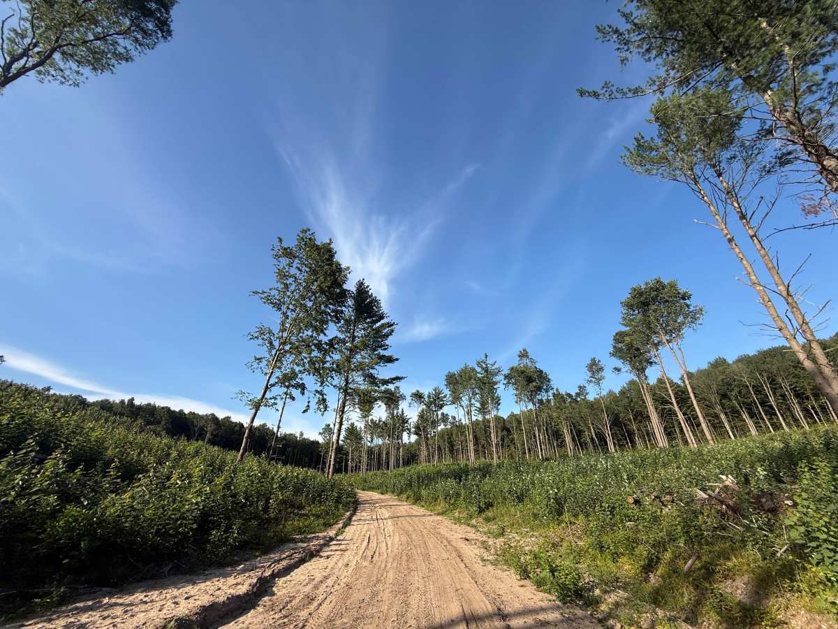 FS 7281 trail photo