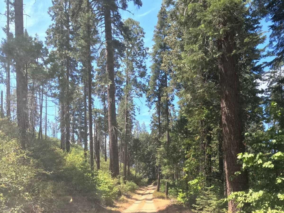 Sugar Pine - FS 6S090 photo 3