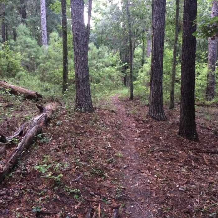 Near Live Oak